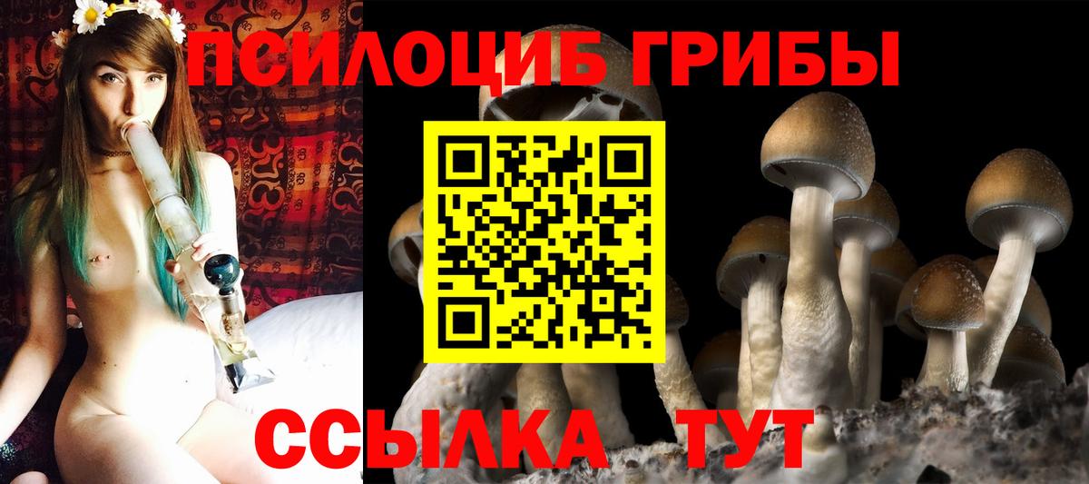 Луга  Псилоцибиновые грибы Psilocybe  Вход с VPN  Псилоцибиновые грибы Psilocybine cubensis 